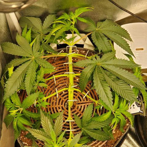 Lemon Cherry Gelato #1 growlog timeline photo