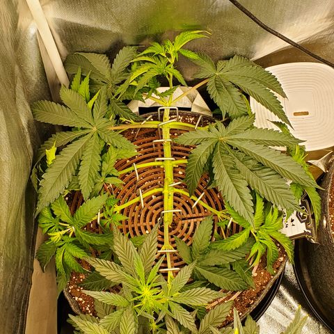 Lemon Cherry Gelato #1 growlog timeline photo
