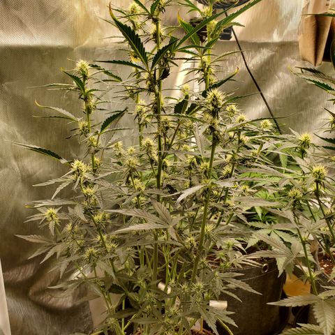 Beary Oreoz  #3 growlog timeline photo