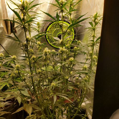 Beary Oreoz  #2 growlog timeline photo