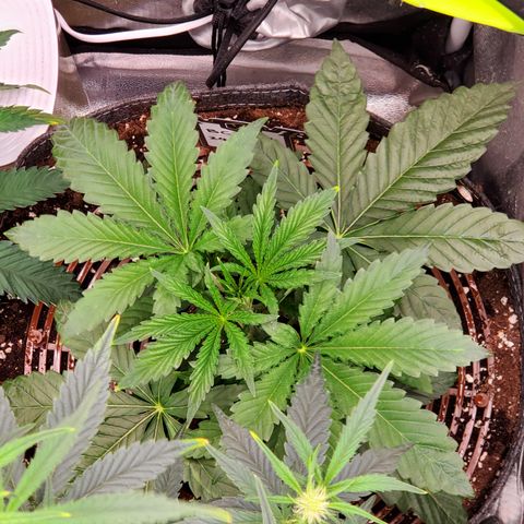 Black Cherry Gushers #1 growlog timeline photo