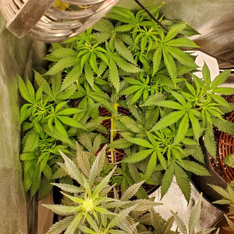 Lemon Cherry Gelato #1 growlog timeline photo