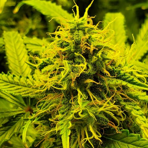 Tropical Zmoothie #1 growlog timeline photo