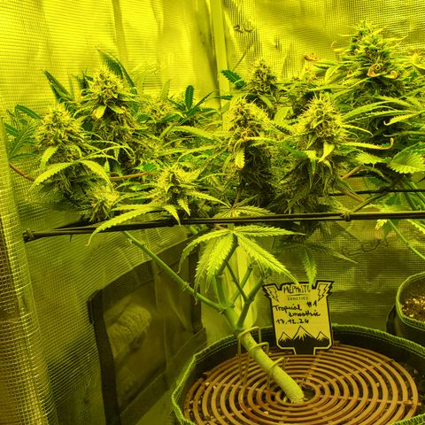 Tropical Zmoothie #1 growlog timeline photo