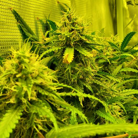 Tropical Zmoothie #1 growlog timeline photo