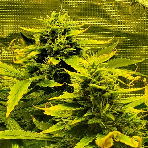 Amaretto Tarmac #1 growlog timeline photo