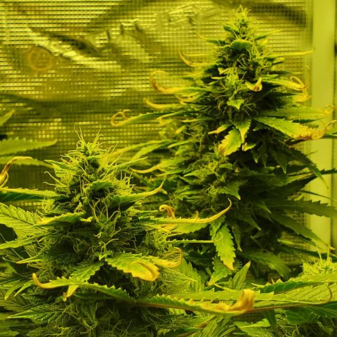Amaretto Tarmac #1 growlog timeline photo
