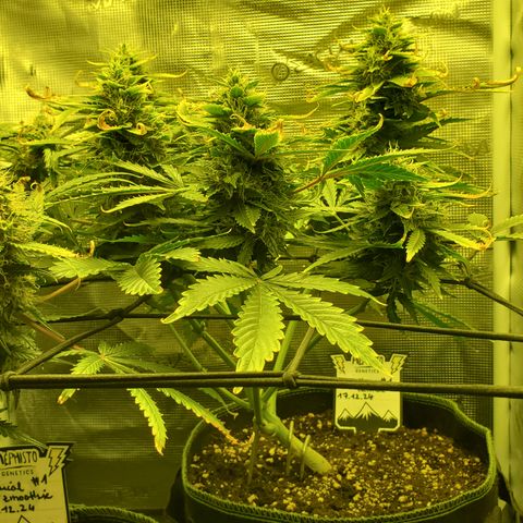 Amaretto Tarmac #1 growlog timeline photo