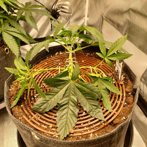 Black Cherry Gushers #1 growlog timeline photo