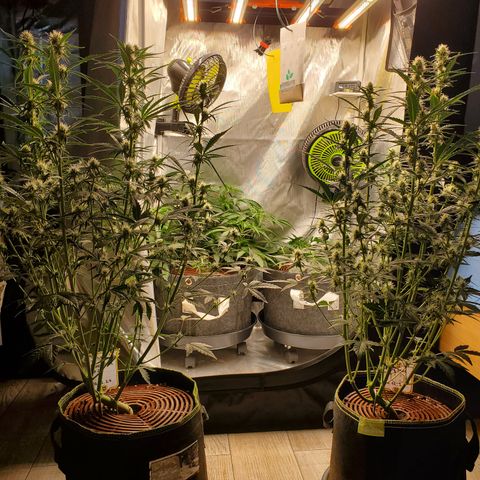Lemon Cherry Gelato #1 growlog timeline photo