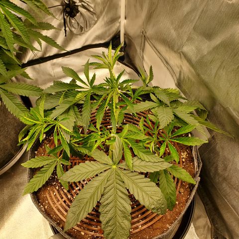 Black Cherry Gushers #1 growlog timeline photo