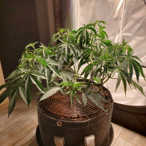 Lemon Cherry Gelato #1 growlog timeline photo