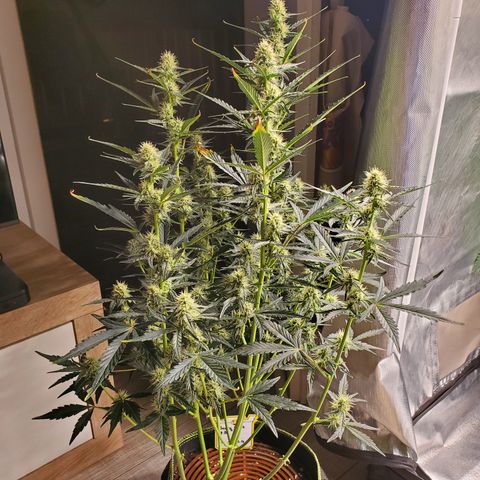 Beary Oreoz  #3 growlog timeline photo