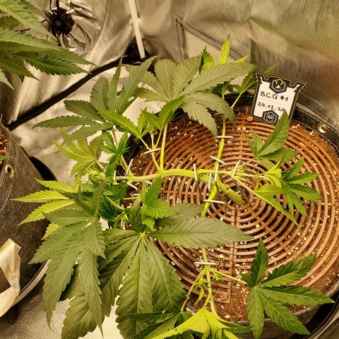 Black Cherry Gushers #1 growlog timeline photo