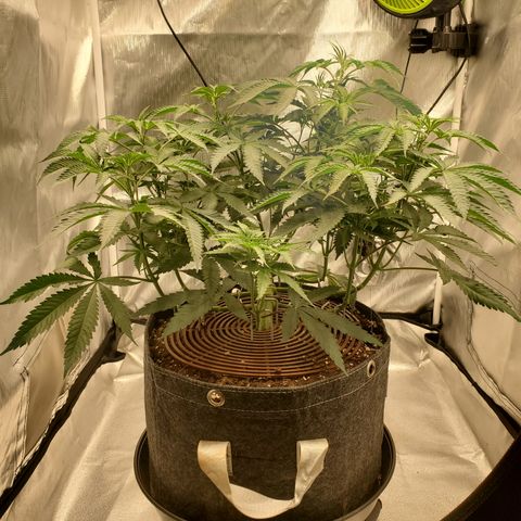 Lemon Cherry Gelato #1 growlog timeline photo