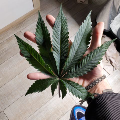 Lemon Cherry Gelato #1 growlog timeline photo