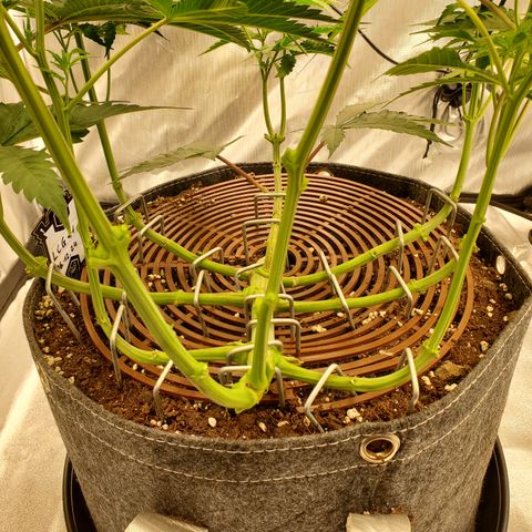 Lemon Cherry Gelato #1 growlog timeline photo