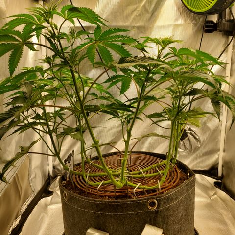 Lemon Cherry Gelato #1 growlog timeline photo