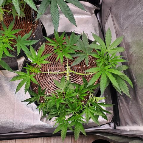 Black Cherry Gushers #1 growlog timeline photo