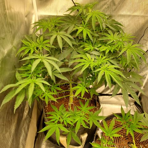 Lemon Cherry Gelato #1 growlog timeline photo