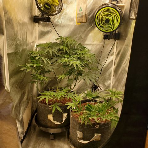 Lemon Cherry Gelato #1 growlog timeline photo