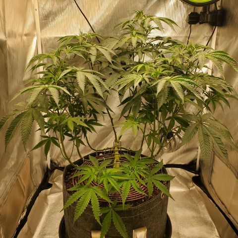 Lemon Cherry Gelato #1 growlog timeline photo