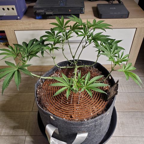 Black Cherry Gushers #1 growlog photo: Vor und nach dem defoliaten und lollipoppen