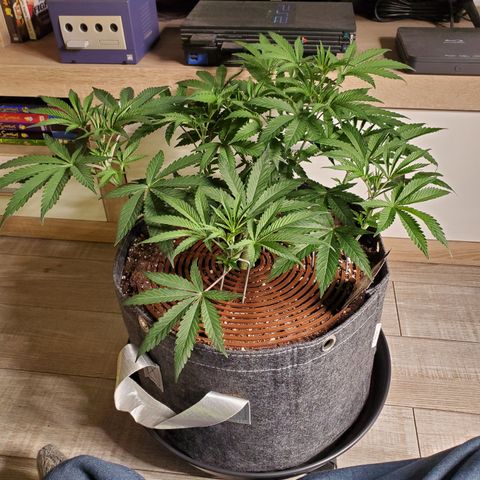 Black Cherry Gushers #1 growlog photo: Vor und nach dem defoliaten und lollipoppen