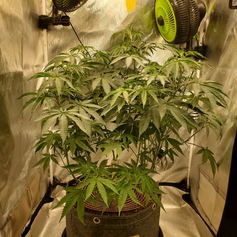 Lemon Cherry Gelato #1 growlog photo: Vor und nach dem defoliaten und lollipoppen