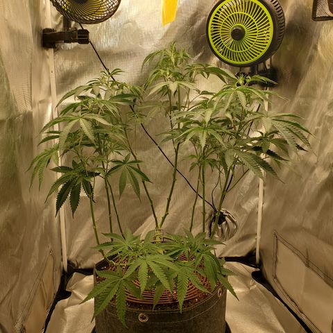 Lemon Cherry Gelato #1 growlog photo: Vor und nach dem defoliaten und lollipoppen