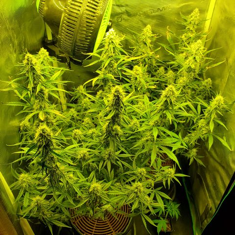 Beary Oreoz  #3 growlog timeline photo