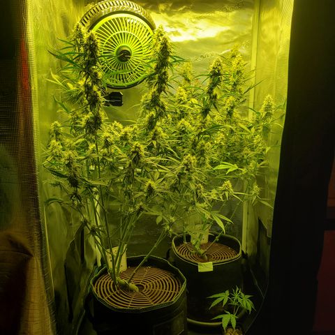 Beary Oreoz  #3 growlog timeline photo