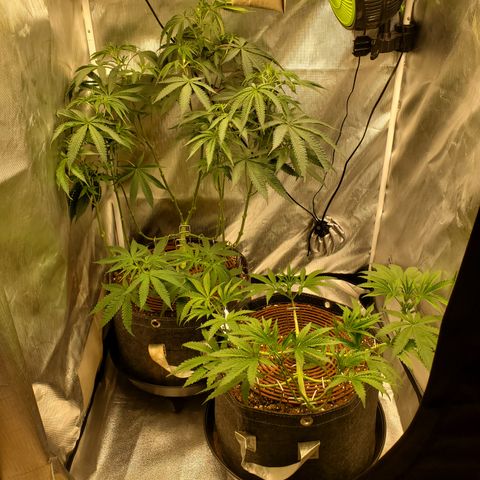 Lemon Cherry Gelato #1 growlog timeline photo