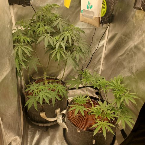 Lemon Cherry Gelato #1 growlog timeline photo