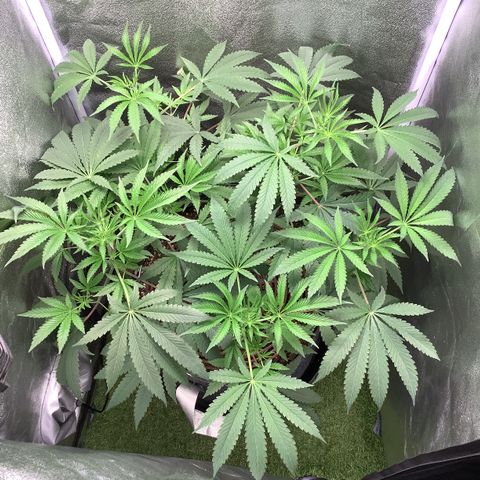 Black Cherry Gushers #1 growlog timeline photo