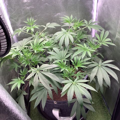 Black Cherry Gushers #1 growlog timeline photo