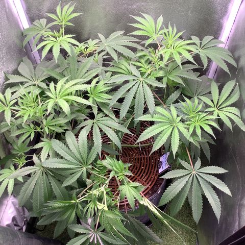Black Cherry Gushers #1 growlog timeline photo