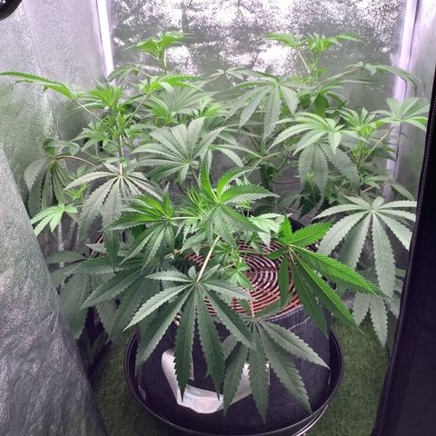 Black Cherry Gushers #1 growlog timeline photo