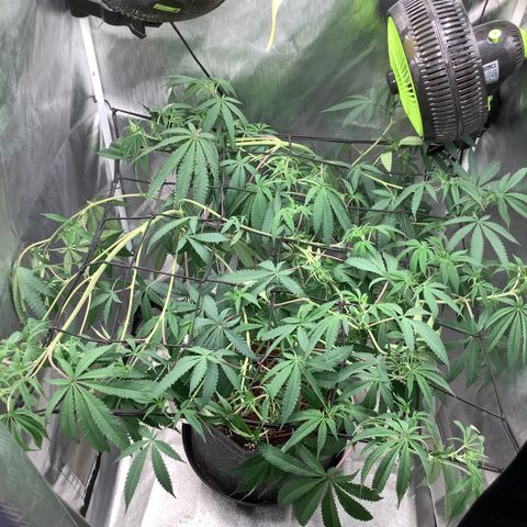 Lemon Cherry Gelato #1 growlog timeline photo