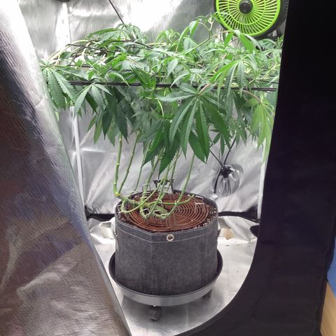 Lemon Cherry Gelato #1 growlog timeline photo