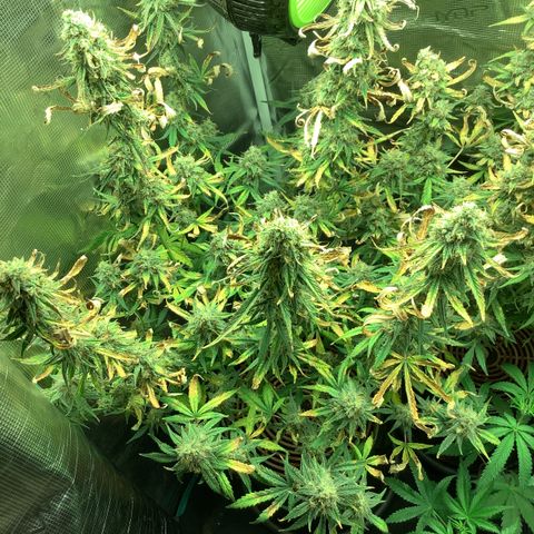 Beary Oreoz  #2 growlog timeline photo