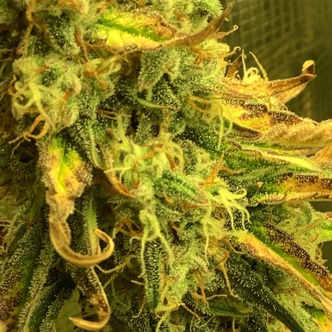 Beary Oreoz  #2 growlog timeline photo