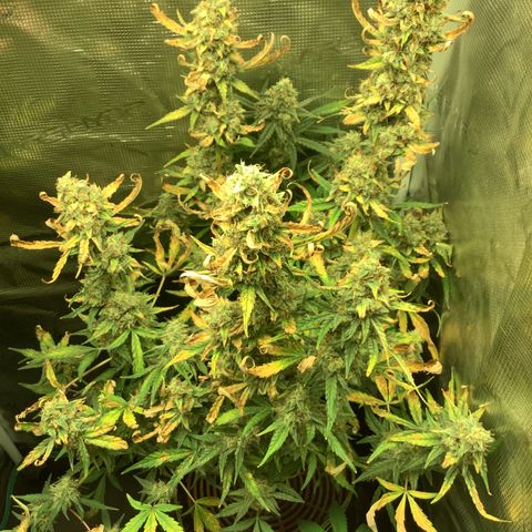 Beary Oreoz  #3 growlog timeline photo