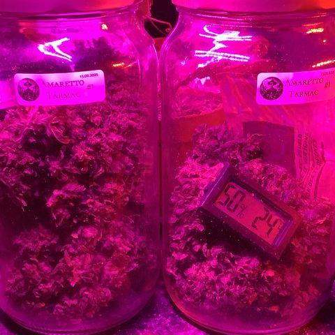 Amaretto Tarmac #1 growlog timeline photo
