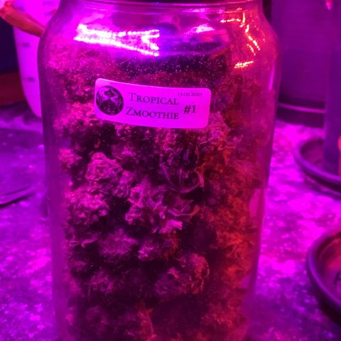 Tropical Zmoothie #1 growlog timeline photo