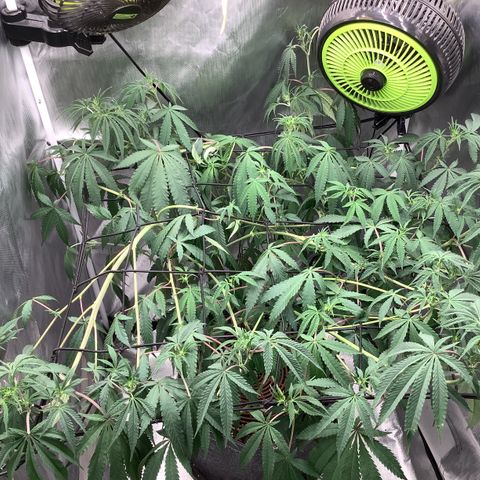 Lemon Cherry Gelato #1 growlog timeline photo