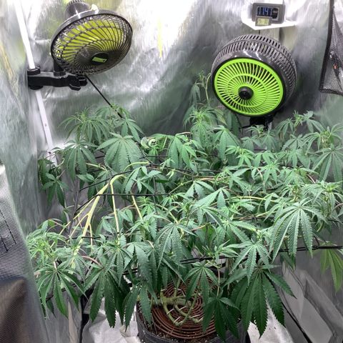 Lemon Cherry Gelato #1 growlog timeline photo