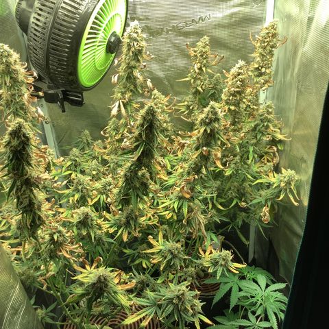 Beary Oreoz  #3 growlog timeline photo