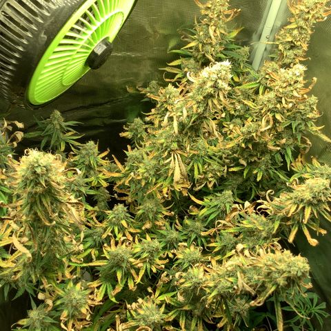 Beary Oreoz  #3 growlog timeline photo