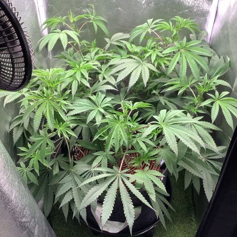 Black Cherry Gushers #1 growlog timeline photo